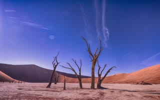 Картинка природа, Мертвая долина, Намибия, дерево, пустыня, песок, песчаный, дюна, засушливый, холм, бархан