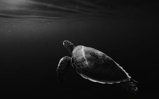 Обои подводный мир, подводный, океан, море, черепаха