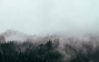 Картинка природа, туман, дымка, лес, деревья, лесной, ель, елка