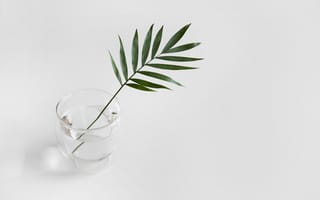 Картинка разные, лист, растение, ваза, белый