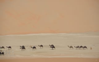 Картинка животные, природа, верблюд, караван, пустыня, сверху, c воздуха