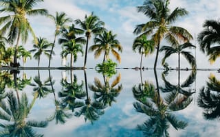 Картинка лето, летние, пальма, дерево, тропический, отражение