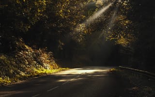 Картинка Дорога, дерево, лес, свет