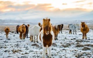 Картинка лошади, конь, животные, зима