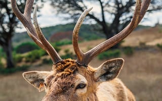 Картинка животные, природа, олень, самец