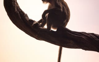 Картинка животные, природа, обезьяна, примат, животное