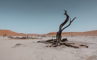 Картинка природа, Мертвая долина, Мертвая Долина, пустыня, сухой, дерево, Намиб, Намибия, Африка