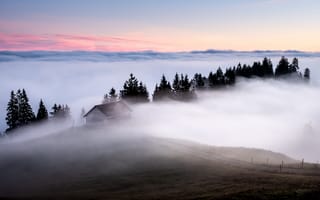 Картинка природа, ель, елка, туман, дымка, утро, утренний