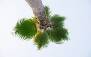 Картинка природа, пальма, дерево, тропический