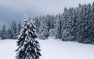 Картинка зима, зимние, время года, сезоны, сезонные, белый, пейзаж, природа, снег, лес, деревья, лесной, ель, елка