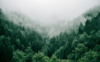 Картинка природа, Аджария, Грузия, лес, деревья, дерево, лесной, облачно, облачный, облака, тучи, облако, небо, туман, дымка