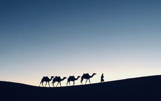 Картинка животные, природа, верблюд, верблюды, караван, пустыня, животное, черный, темный, силуэт, вечер
