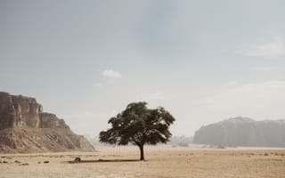 Картинка природа, пустыня, песок, песчаный, засушливый, дерево, гора