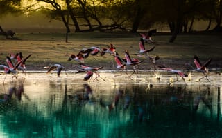 Картинка птицы, птица, животное, животные, фламинго, стая, отражение, вода, озеро, пруд, пейзаж, природа