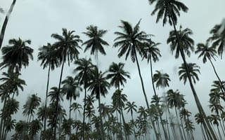 Картинка природа, тропики, тропический, пальма, дерево, черно-белый