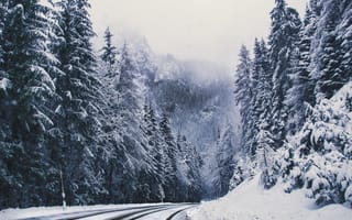 Картинка зима, зимние, время года, сезоны, сезонные, белый, снег, лес, деревья, лесной, природа, ель, елка
