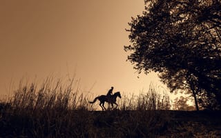 Картинка лошади, конь, животные, силуэт, бег