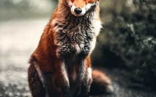 Картинка животные, природа, лисa, животное