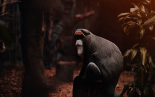 Картинка животные, природа, обезьяна, примат, животное, вечер