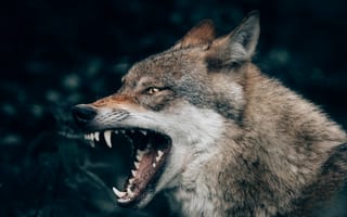 Картинка животные, природа, волк, дикий, хищник, животное, зуб, зубы, злой