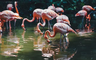 Картинка птицы, птица, животное, животные, фламинго, стая, вода, озеро, пруд, пейзаж, природа