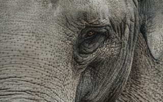 Картинка животные, природа, слон, животное, глаз, макро, крупный план