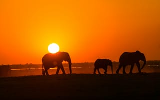 Картинка животные, животное, природа, Ботсвана, Африка, слон, детеныш, маленький, силуэт, солнце, вечер, закат, заход