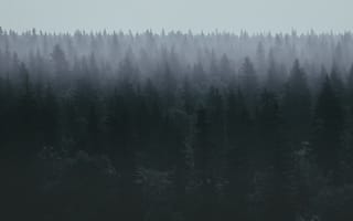 Картинка природа, лес, деревья, лесной, ель, елка, черно-белый, туман, дымка, ночь, вечер