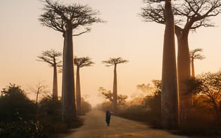 Картинка природа, Морондава, Мадагаскар, баобаб, дерево, вечер, закат, заход