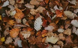 Картинка осень, осенние, время года, сезоны, сезонные, дуб, природа, лист, листья, листва