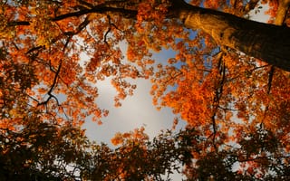 Картинка осень, осенние, время года, сезоны, сезонные, лес, деревья, лесной, природа, ветка, дерево, лист, листья, листва