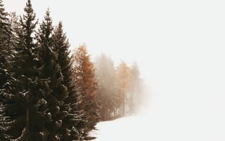 Обои зима, зимние, время года, сезоны, сезонные, белый, снег, лес, деревья, лесной, природа, ель, елка
