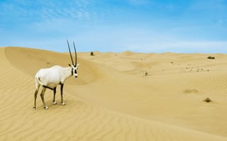 Картинка животные, природа, коза, животное, антилопа, пустыня, песок, песчаный, дюна, засушливый, холм, бархан