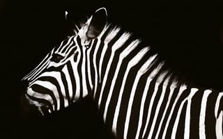 Картинка животные, животное, природа, зебра, черно-белый, черный, монохром, монохромный, темный, белый