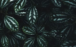 Картинка природа, лист, растение