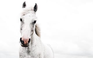 Картинка лошади, конь, животные, белый