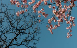 Картинка весна, весенние, время года, сезоны, сезонные, природа, цветущая вишня, сакура, цветок, цветущий, ветка, дерево