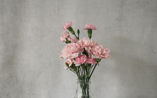 Картинка цветок, цветы, растение, растения, цветочный, гвоздика, букет, ваза