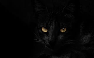 Картинка кошки, кошка, кошачьи, домашние, животные, глаз, черный, темный