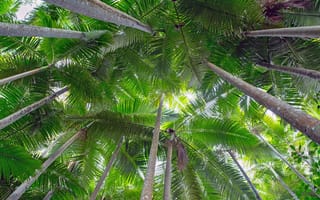 Картинка природа, тропики, тропический, пальма, дерево