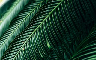 Картинка природа, пальма, дерево, тропический, лист, растение, зеленый