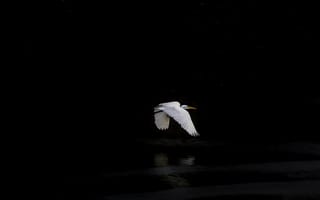 Картинка птица, белая цапля, белый, полет, темно, отражение