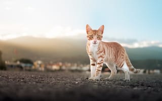 Картинка кошки, кошка, кошачьи, домашние, животные, полосатый, рыжий