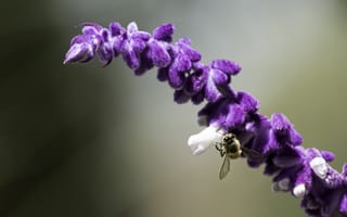 Картинка насекомые, насекомое, природа, муха, пчела, цветок, цветущий