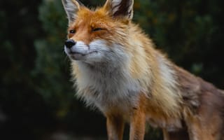 Картинка животные, природа, лисa, животное