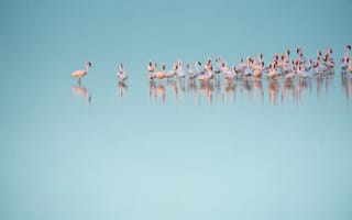 Картинка птицы, птица, животное, животные, Намибия, фламинго, стая, отражение