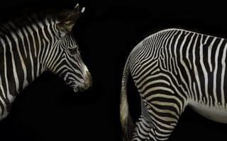 Картинка животные, животное, природа, зебра, черно-белый, черный, монохром, монохромный