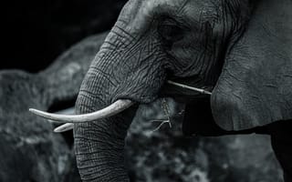 Картинка животные, природа, слон, животное