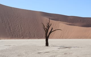 Картинка природа, Мертвая долина, Мертвая Долина, пустыня, сухой, дерево, Намиб, Намибия, Африка