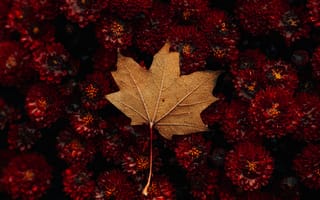 Картинка осень, осенние, время года, сезоны, сезонные, кленовый лист, лист, клен